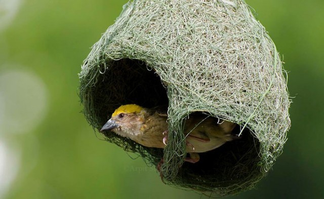 Hayvanlar aleminin en iyi mimarları 1