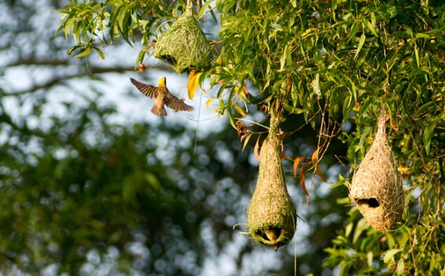 Hayvanlar aleminin en iyi mimarları 10