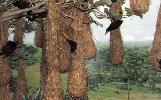 Hayvanlar aleminin en iyi mimarları 11