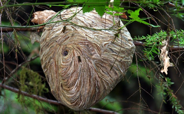 Hayvanlar aleminin en iyi mimarları 12