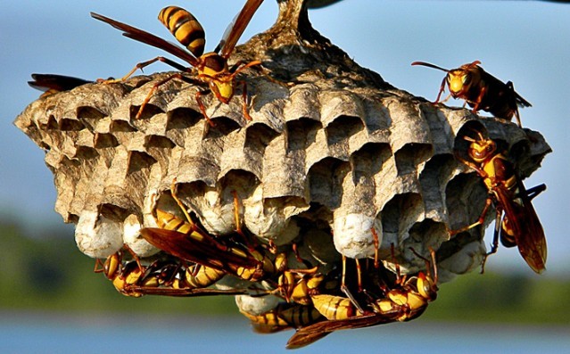 Hayvanlar aleminin en iyi mimarları 13