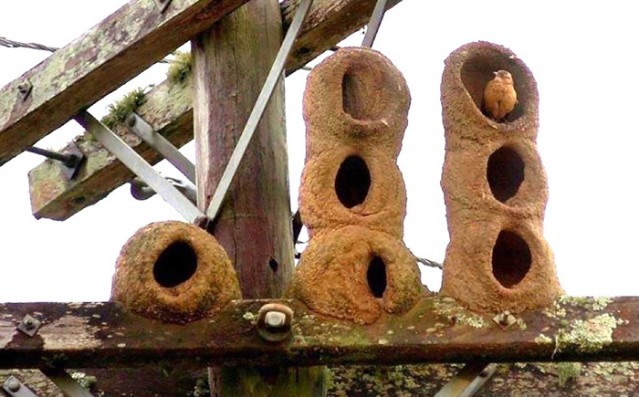 Hayvanlar aleminin en iyi mimarları 14