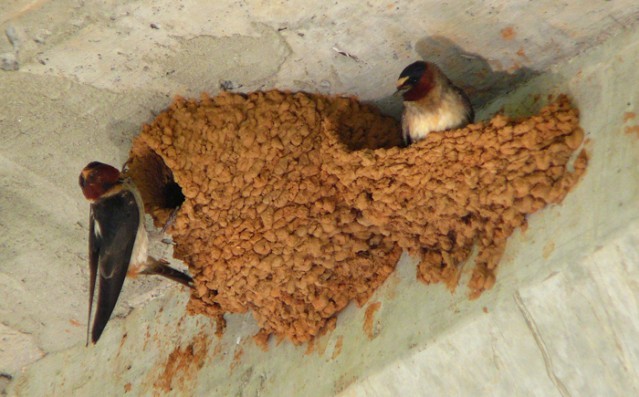 Hayvanlar aleminin en iyi mimarları 15