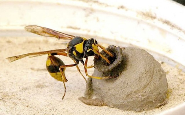 Hayvanlar aleminin en iyi mimarları 16