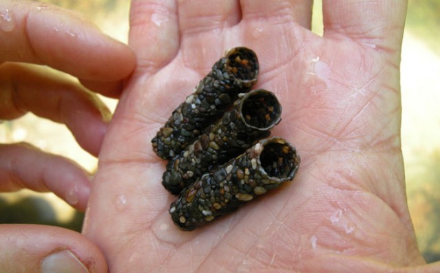 Hayvanlar aleminin en iyi mimarları 17