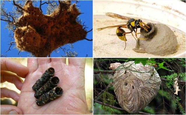 Hayvanlar aleminin en iyi mimarları 2