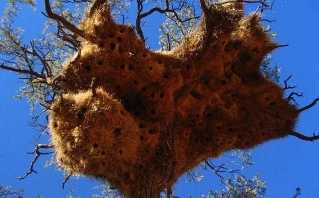 Hayvanlar aleminin en iyi mimarları 3