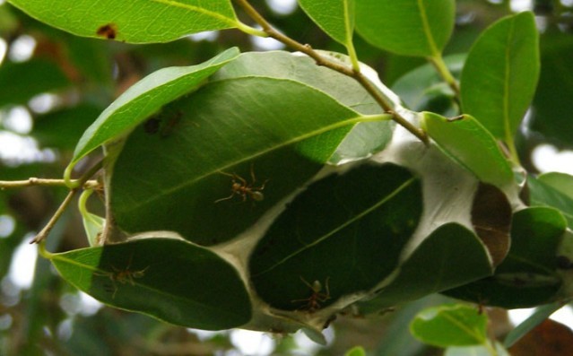 Hayvanlar aleminin en iyi mimarları 4