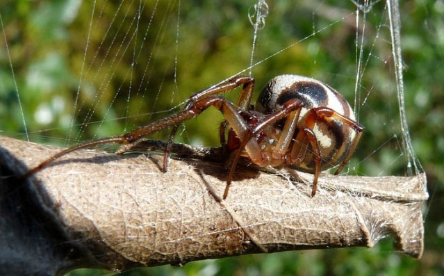 Hayvanlar aleminin en iyi mimarları 5