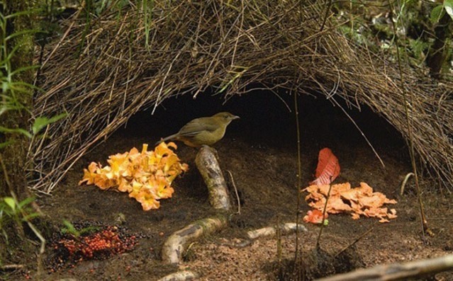 Hayvanlar aleminin en iyi mimarları 6