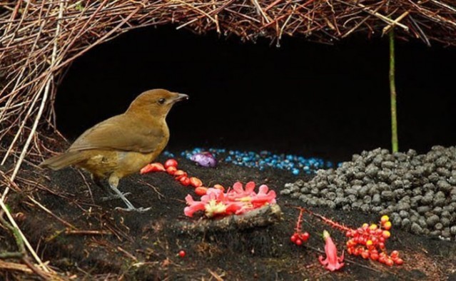 Hayvanlar aleminin en iyi mimarları 7
