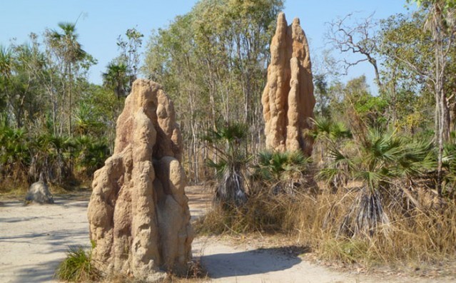 Hayvanlar aleminin en iyi mimarları 8