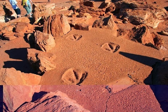80 milyon yıllık dinozor ayak izi bulundu 10