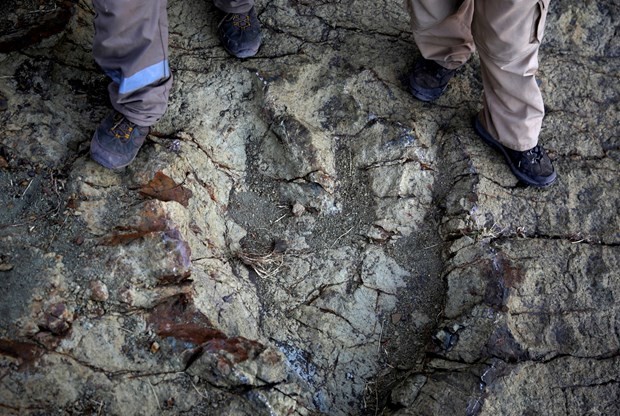 80 milyon yıllık dinozor ayak izi bulundu 6