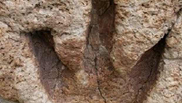 80 milyon yıllık dinozor ayak izi bulundu 7