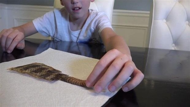 Meraklı baba-oğul çıngıraklı yılanın kuyruğunu açtı 14