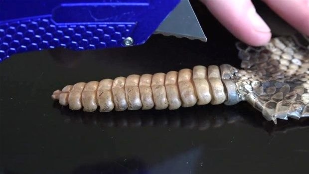 Meraklı baba-oğul çıngıraklı yılanın kuyruğunu açtı 17