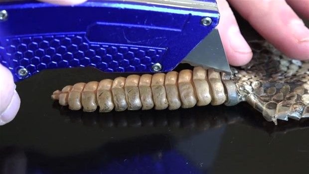 Meraklı baba-oğul çıngıraklı yılanın kuyruğunu açtı 3