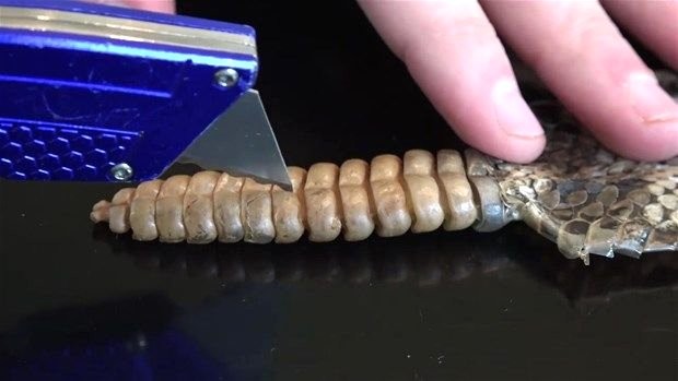 Meraklı baba-oğul çıngıraklı yılanın kuyruğunu açtı 19