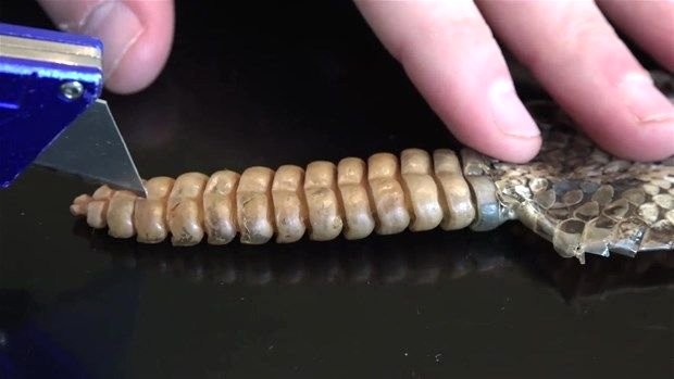 Meraklı baba-oğul çıngıraklı yılanın kuyruğunu açtı 20