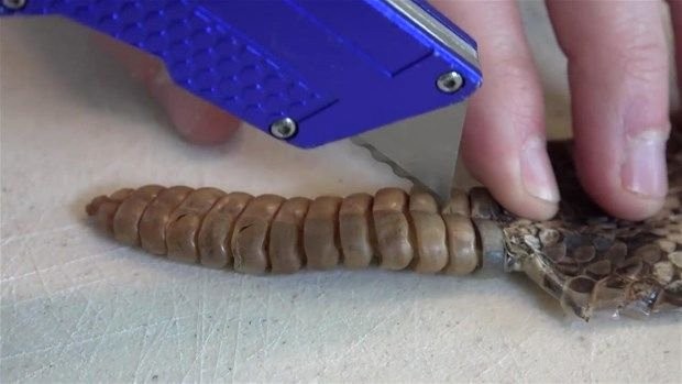 Meraklı baba-oğul çıngıraklı yılanın kuyruğunu açtı 18