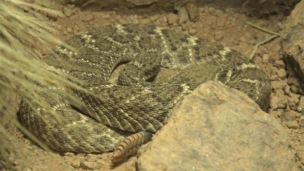 Meraklı baba-oğul çıngıraklı yılanın kuyruğunu açtı 2