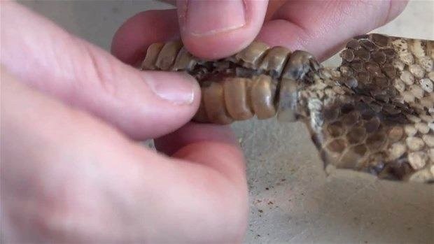 Meraklı baba-oğul çıngıraklı yılanın kuyruğunu açtı 4