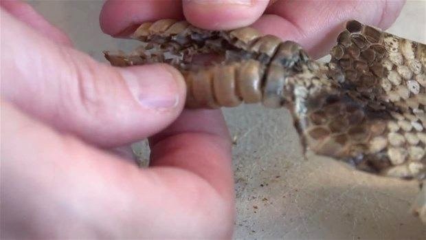 Meraklı baba-oğul çıngıraklı yılanın kuyruğunu açtı 5