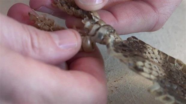 Meraklı baba-oğul çıngıraklı yılanın kuyruğunu açtı 21