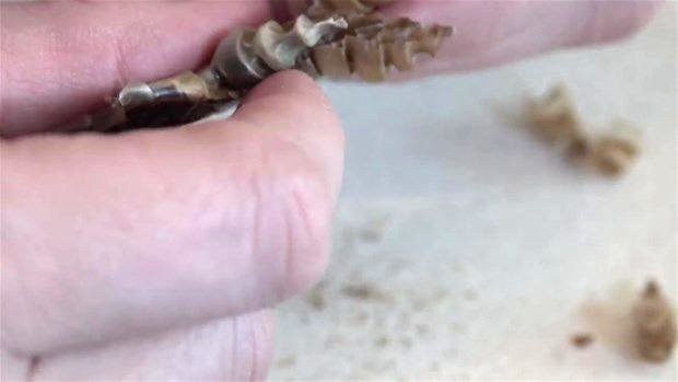 Meraklı baba-oğul çıngıraklı yılanın kuyruğunu açtı 22