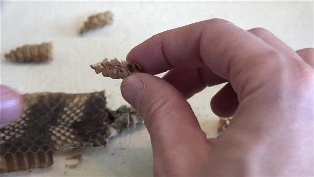 Meraklı baba-oğul çıngıraklı yılanın kuyruğunu açtı 6