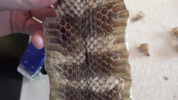 Meraklı baba-oğul çıngıraklı yılanın kuyruğunu açtı 24