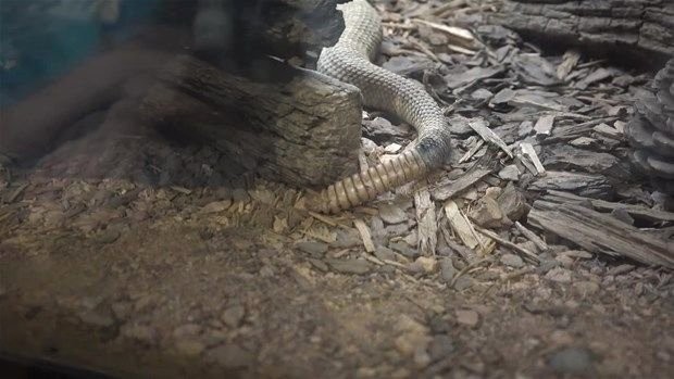 Meraklı baba-oğul çıngıraklı yılanın kuyruğunu açtı 8