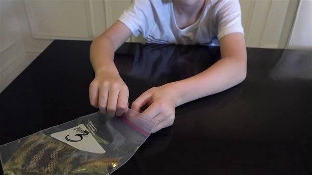 Meraklı baba-oğul çıngıraklı yılanın kuyruğunu açtı 11