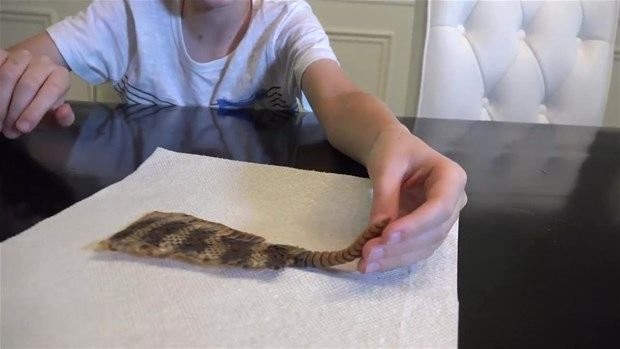 Meraklı baba-oğul çıngıraklı yılanın kuyruğunu açtı 13