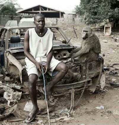 Afrika'nın vahşi evcil hayvanları dehşete düşürüyor 13