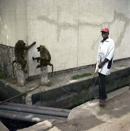 Afrika'nın vahşi evcil hayvanları dehşete düşürüyor 17