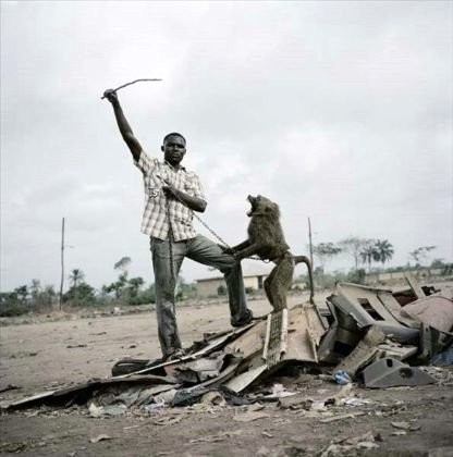 Afrika'nın vahşi evcil hayvanları dehşete düşürüyor 18