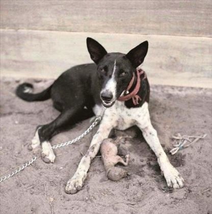 Afrika'nın vahşi evcil hayvanları dehşete düşürüyor 21