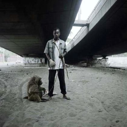 Afrika'nın vahşi evcil hayvanları dehşete düşürüyor 27