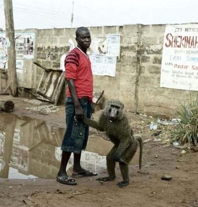 Afrika'nın vahşi evcil hayvanları dehşete düşürüyor 8