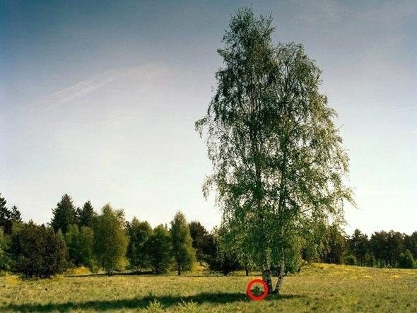 Dikkatli baksanız da bu keskin nişancıları göremezsiniz 10