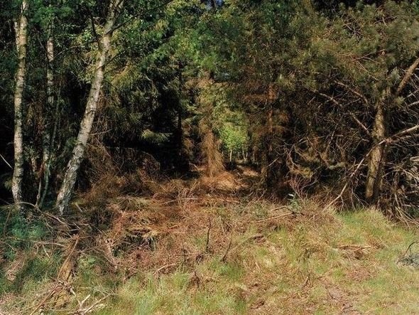 Dikkatli baksanız da bu keskin nişancıları göremezsiniz 11