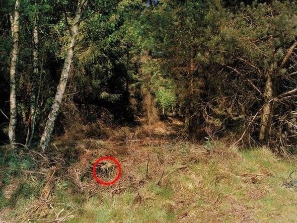 Dikkatli baksanız da bu keskin nişancıları göremezsiniz 12