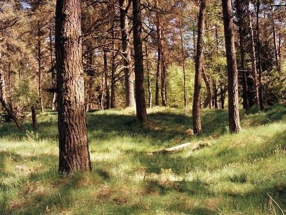 Dikkatli baksanız da bu keskin nişancıları göremezsiniz 15