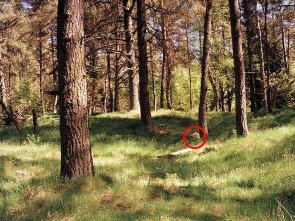 Dikkatli baksanız da bu keskin nişancıları göremezsiniz 16