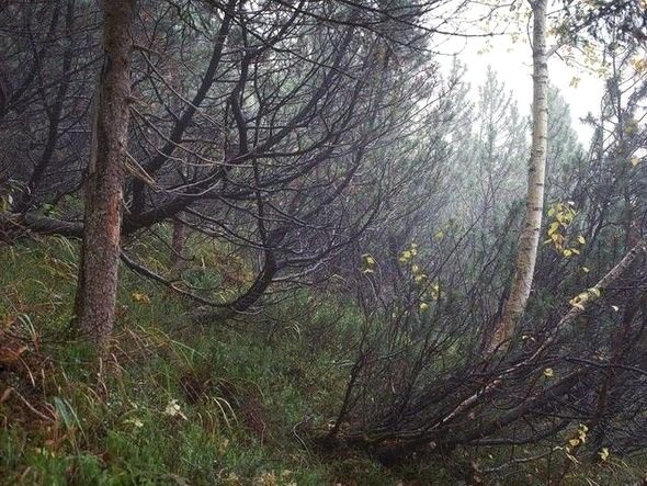 Dikkatli baksanız da bu keskin nişancıları göremezsiniz 17