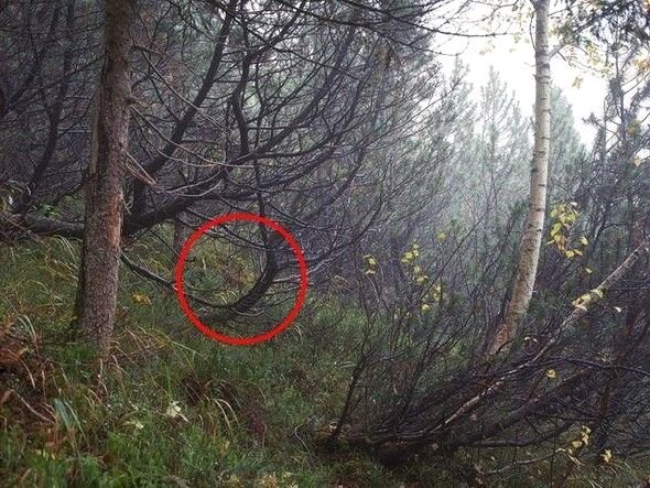 Dikkatli baksanız da bu keskin nişancıları göremezsiniz 18