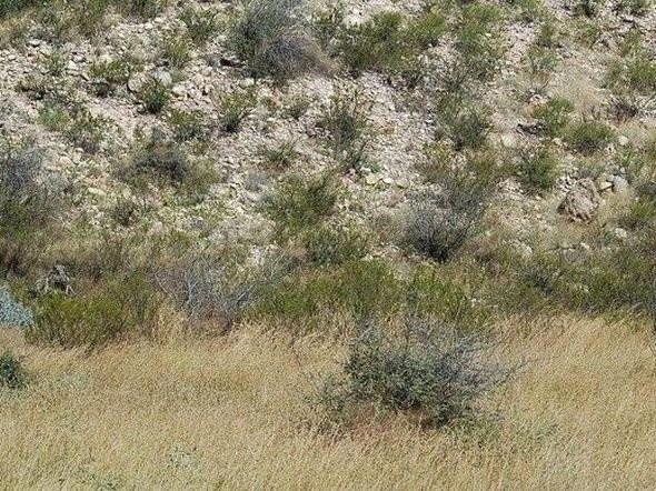 Dikkatli baksanız da bu keskin nişancıları göremezsiniz 25