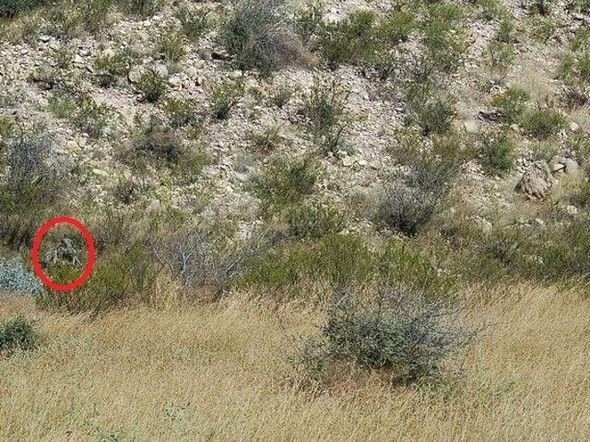 Dikkatli baksanız da bu keskin nişancıları göremezsiniz 26